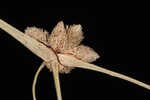 American halfchaff sedge